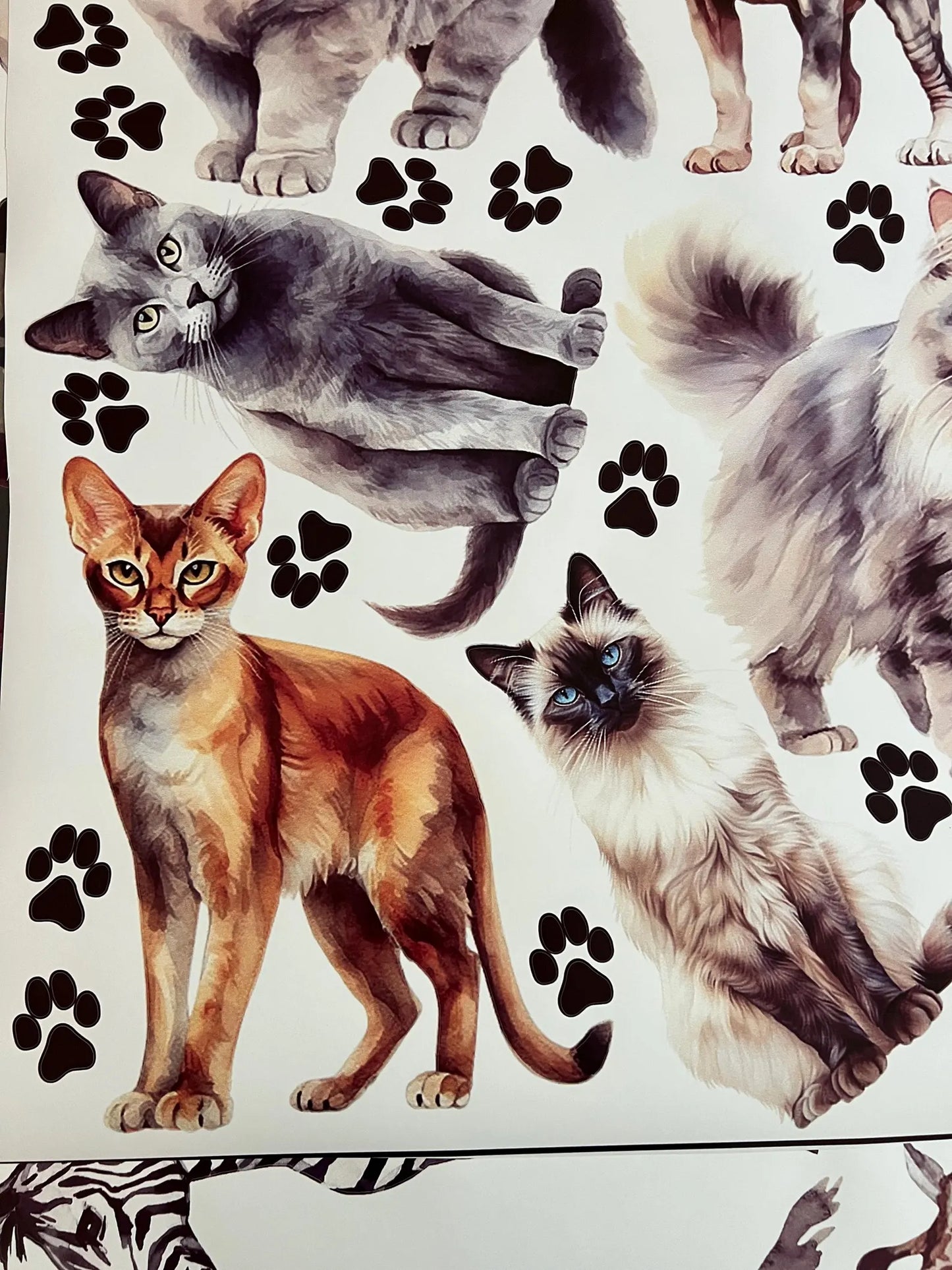 Cats Wall Decals 6.0